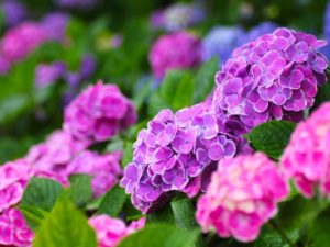 Hydrangeas blooming in June